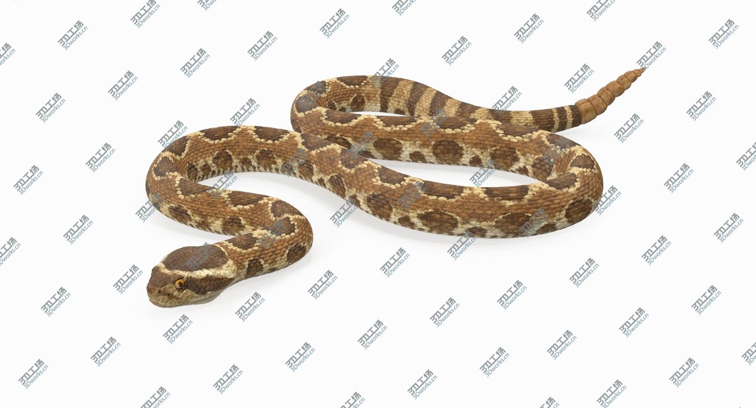 images/goods_img/202105072/Light Rattlesnake Crawling Pose 3D model/3.jpg